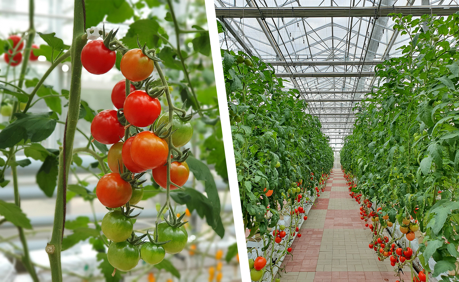development of a soil free tomato facility